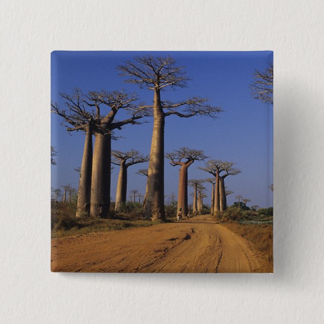 Chapa Cuadrada África, Madagascar, Morondava, Avenida Baobab. (Anverso)