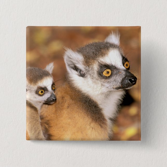 Chapa Cuadrada África, Madagascar, Reserva Privada Berenty. (Anverso)