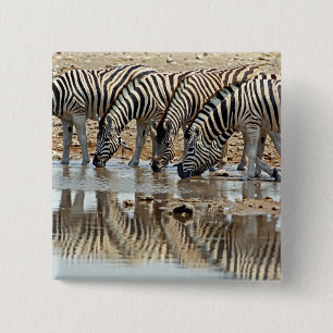 Chapa Cuadrada África, Namibia, Etosha NP. Cebra de Burchell