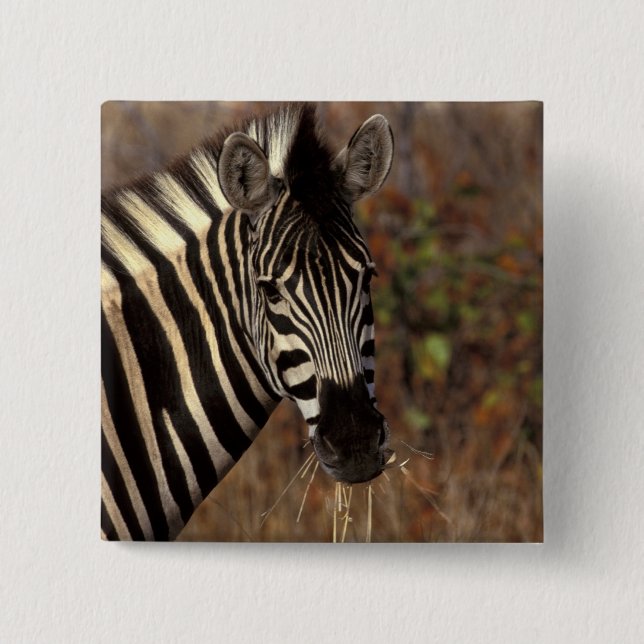 Chapa Cuadrada África, Sudáfrica, retrato de cebra Kruger NP (Anverso)