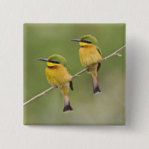 Chapa Cuadrada África. Tanzania. Abejorros pequeños en Manyara