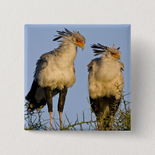 Chapa Cuadrada África. Tanzania. Aves secretarias en Ndutu