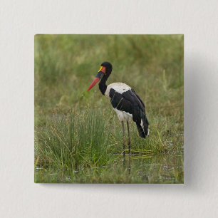 Chapa Cuadrada África. Tanzania. Cigüeña Silla de Silla macho