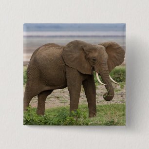 Chapa Cuadrada África. Tanzania. Elefante en el Parque Nacional d