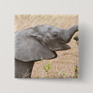 Chapa Cuadrada África. Tanzania. Elefante joven en Tarangire