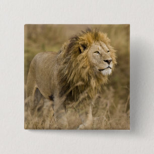 Chapa Cuadrada África. Tanzania. León macho en Ngorongoro