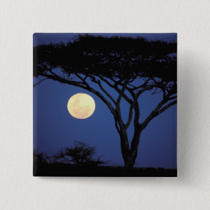 Chapa Cuadrada África, Tanzania, Tarangire. Árbol de acacia en