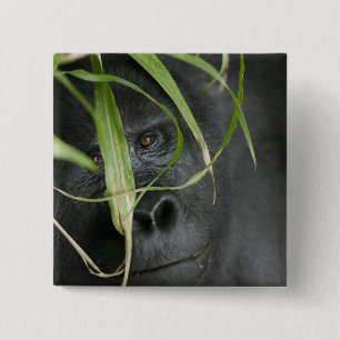 Chapa Cuadrada África, Uganda, Bwindi