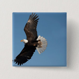 Chapa Cuadrada Águila calva en vuelo