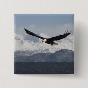 Chapa Cuadrada Águila calva en vuelo, Haliaeetus leucocephalus,