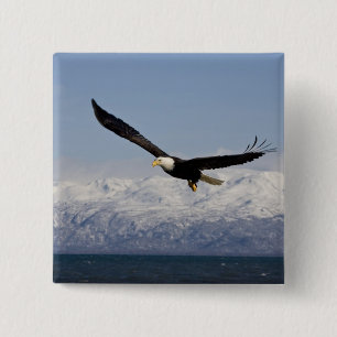 Chapa Cuadrada Águila calva en vuelo, Haliaeetus leucocephalus, 3