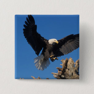 Chapa Cuadrada águila calva, Haliaeetus leuccocephalus, aterrizan