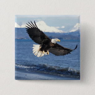 Chapa Cuadrada águila calva, Haliaeetus leuccocephalus, en vuelo