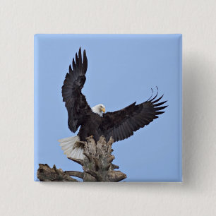 Chapa Cuadrada Águila calva (Haliaeetus leucocephalus) con alas