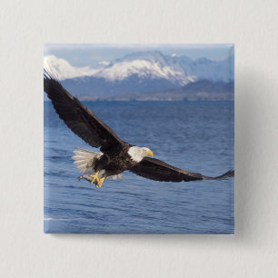 Chapa Cuadrada águila calva, Haliaeetus leucocephalus, en vuelo 4