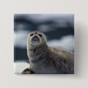 Chapa Cuadrada Alaska, región sureste Foca común en hielo