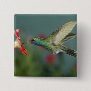 Chapa Cuadrada alimentación masculina en Petunia, Cañón Madera, A