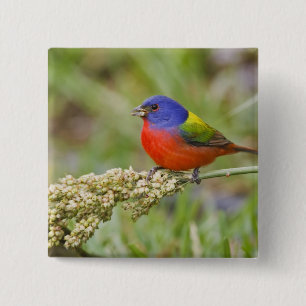 Chapa Cuadrada Alimento masculino de Bunting (ciris passeriano)