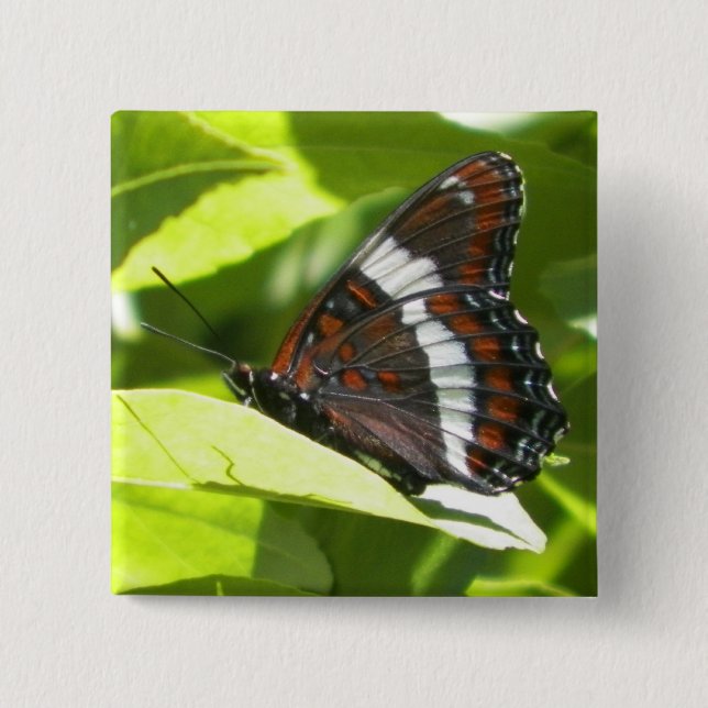 Chapa Cuadrada Almirante blanco mariposa (Anverso)