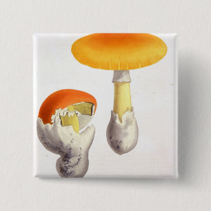 Chapa Cuadrada Amanita Caesaria de "Phytographie Medicale" por J