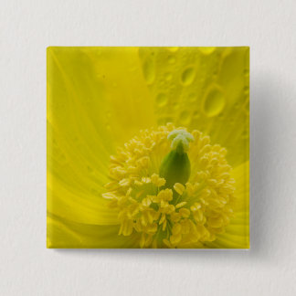 Chapa Cuadrada Amarillo oriental