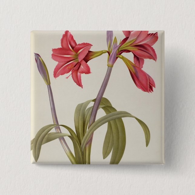Chapa Cuadrada Amaryllis Brasiliensis (Anverso)