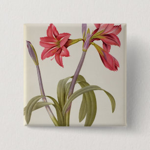 Chapa Cuadrada Amaryllis Brasiliensis