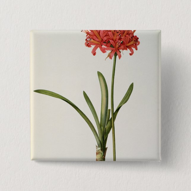 Chapa Cuadrada Amaryllis Curvifolia, 1809, del ` Les (Anverso)