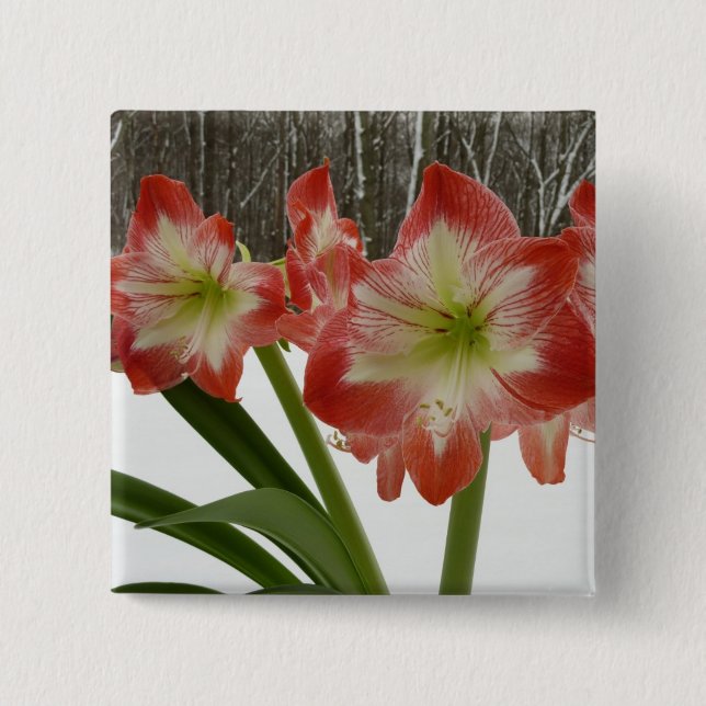 Chapa Cuadrada Amaryllis en floral de invierno en la nieve roja f (Anverso)
