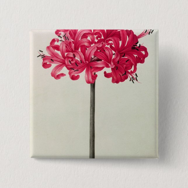 Chapa Cuadrada Amaryllis Sarniensis, o narciso (Anverso)