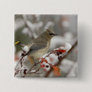 Chapa Cuadrada Amelanchier adulto sobre espino albar con nieve