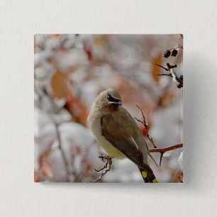 Chapa Cuadrada Amelanchier adulto sobre espino con nieve,