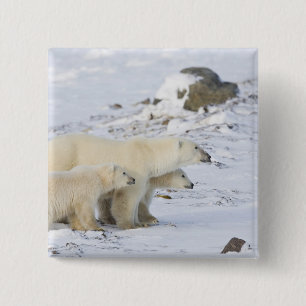 Chapa Cuadrada América del Norte, Canadá, Manitoba, Churchill