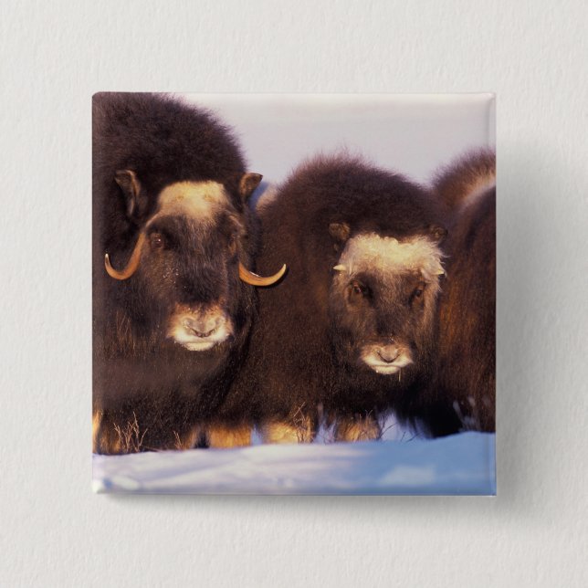 Chapa Cuadrada América del Norte, Estados Unidos, Alaska, Círculo (Anverso)