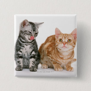 Chapa Cuadrada Americano Shorthair