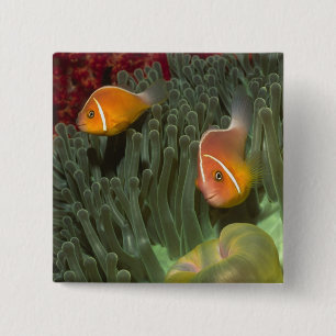 Chapa Cuadrada Anemonefish rosado en anémona de mar de