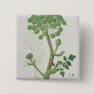 Chapa Cuadrada Angélica Archangelica de 'Phytographie Medicale
