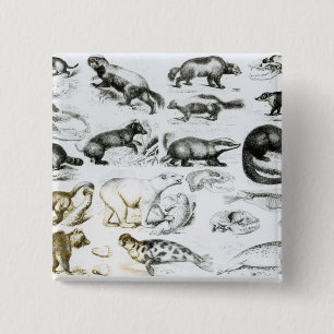 Chapa Cuadrada Animales carnívoros