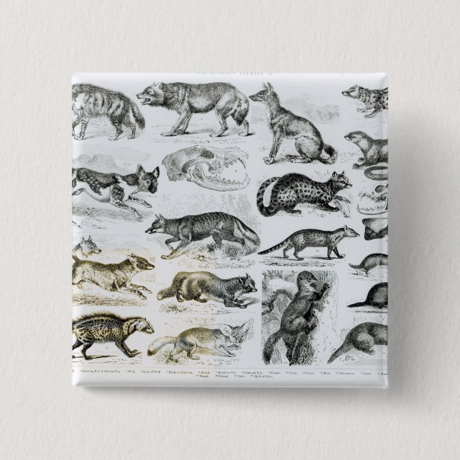 Chapa Cuadrada Animales carnívoros (Anverso)