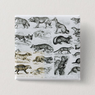 Chapa Cuadrada Animales carnívoros