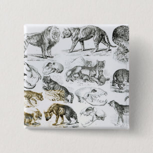 Chapa Cuadrada Animales carnívoros