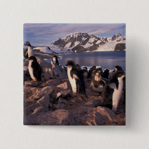 Chapa Cuadrada Antártida, crías de pingüino Adelie
