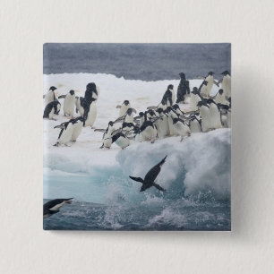 Chapa Cuadrada Antártida, Isla Paulet. Pingüinos adelie
