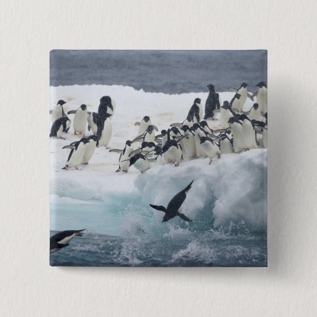 Chapa Cuadrada Antártida, Isla Paulet. Pingüinos adelie (Anverso)