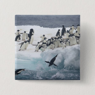 Chapa Cuadrada Antártida, isla Paulet. Pingüinos de Adelie