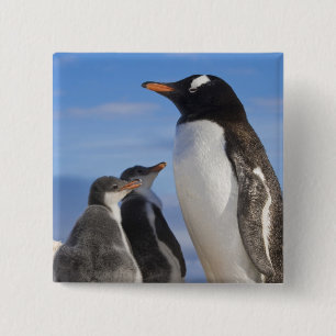 Chapa Cuadrada Antártida, Neko Cove (Puerto). Pingüino de Gentoo