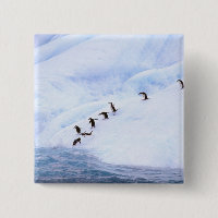 Antártida, Península Antártica. Chinstrap