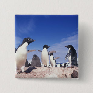 Chapa Cuadrada Antártida, Pingüino Adelie Pygoscelis