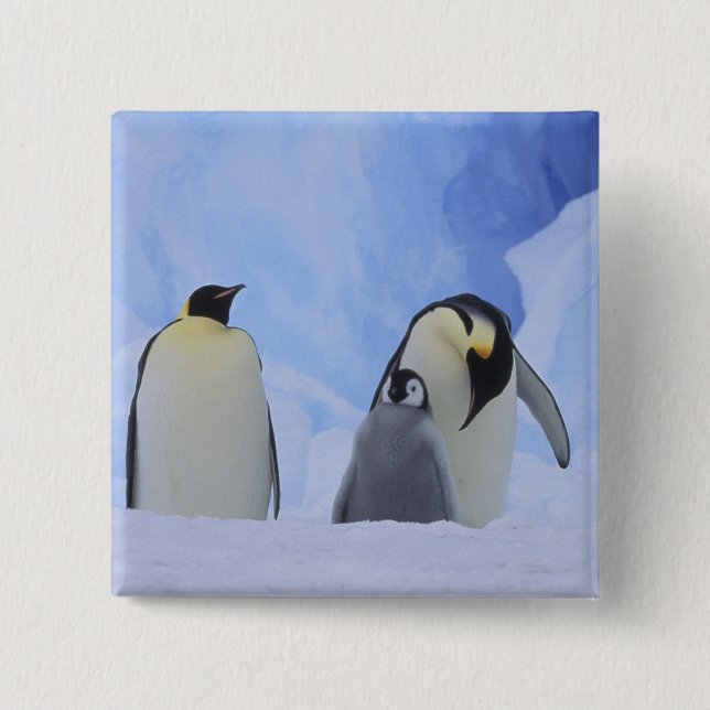 Chapa Cuadrada Antártida. Pingüinos emperador y cría (Anverso)