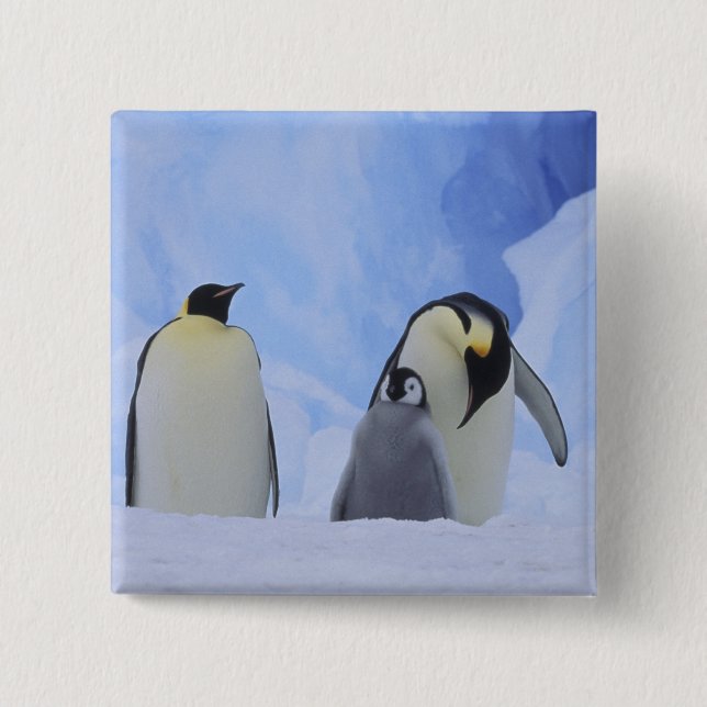Chapa Cuadrada Antártida. Pingüinos emperadores y polluelos (Anverso)
